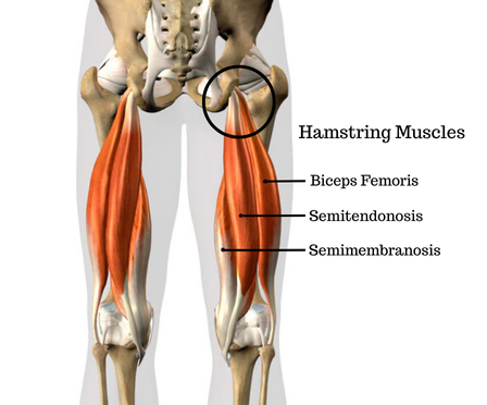 hamstring muscles attaching to pelvis circling the area of yoga butt pain