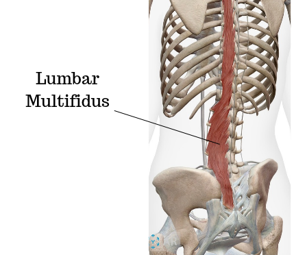 Lumbar multifidus muscle supporting the low back