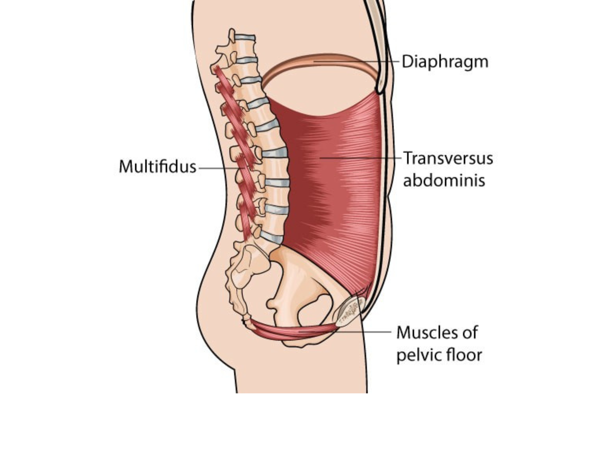 muscles of the intrinsic core