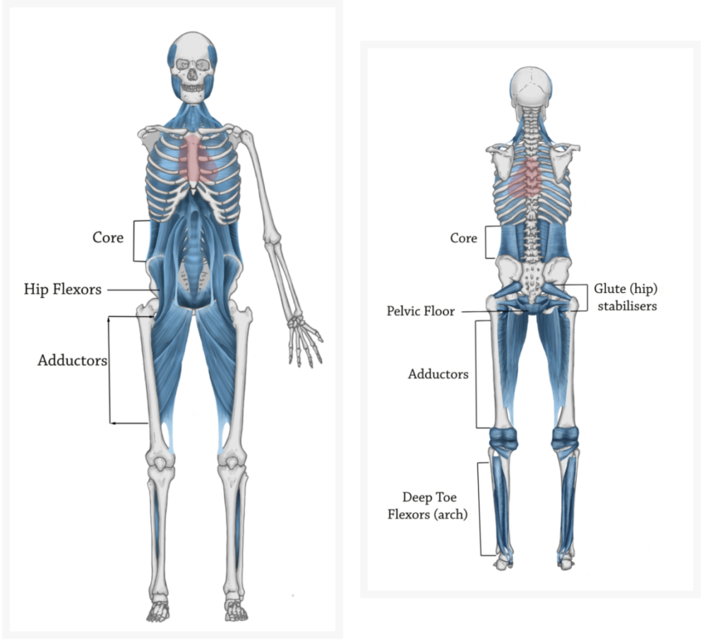 Deep front fascial line showing the jaw and pelvis fascial connection 